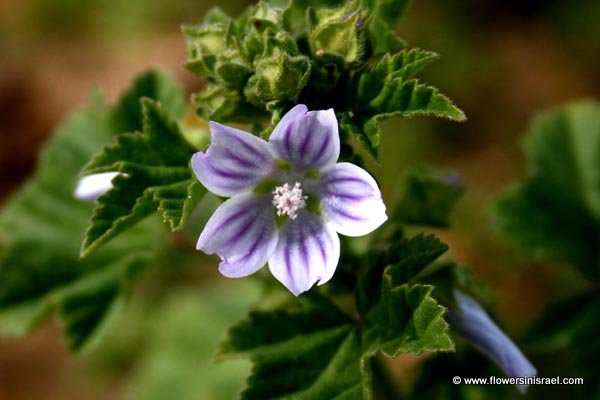 Flowers in Israel